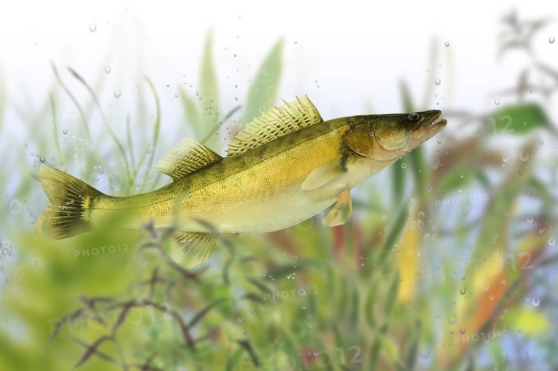 Pisces 38