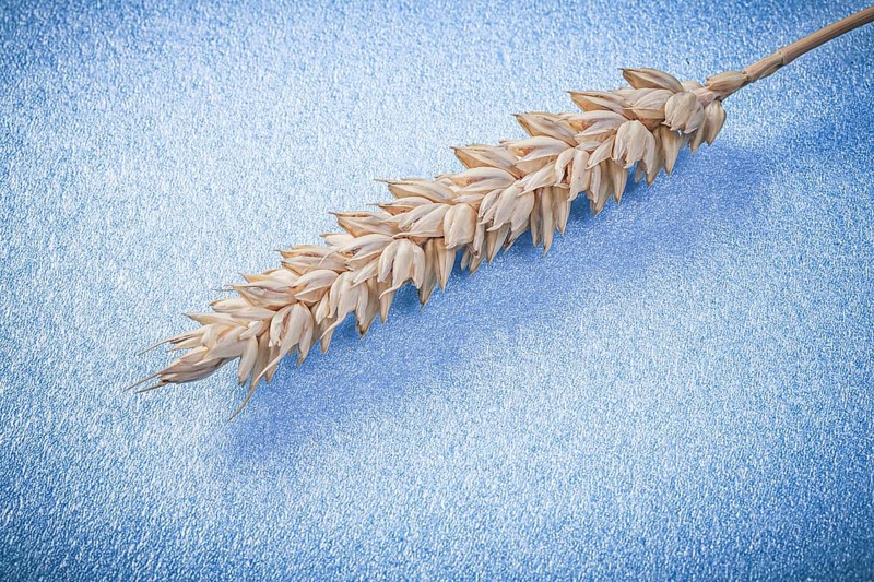 Wheat ear on blue background close up view