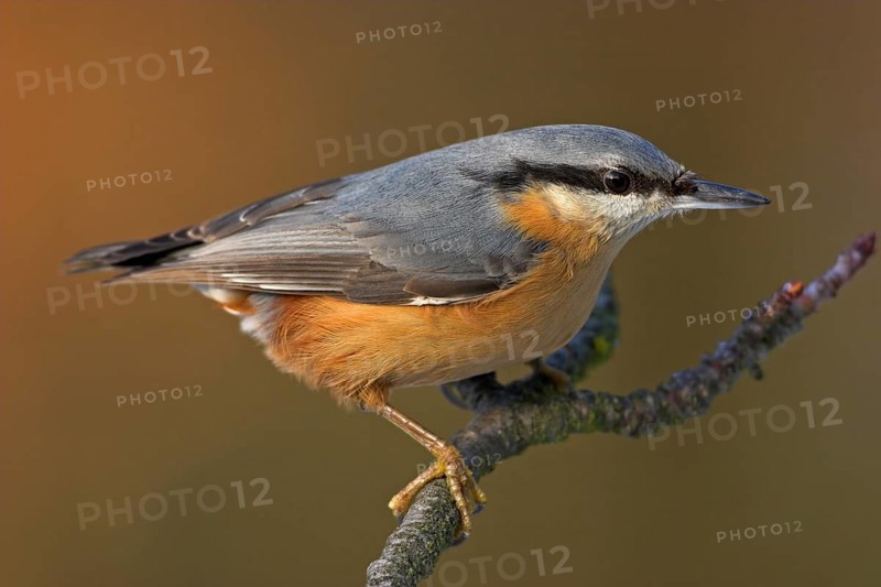 Eurasian nuthatch (Sitta europaea), Sittelle torchepot, Trepador Azul, Battenberg, Tiszaalpár, Kiskunsági National Park, Bács-Kiskun, Hungary