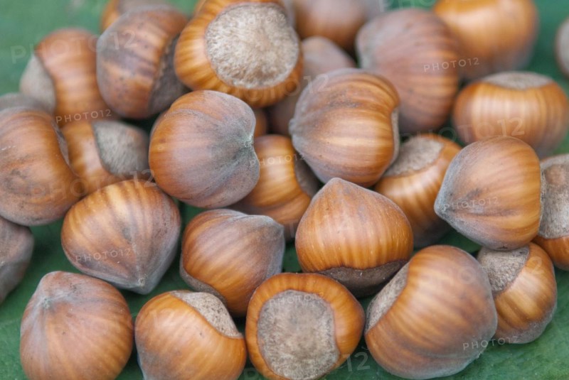 Hazelnut (Corylus 'Gubener Zellernuss'), Laußnitz, 81