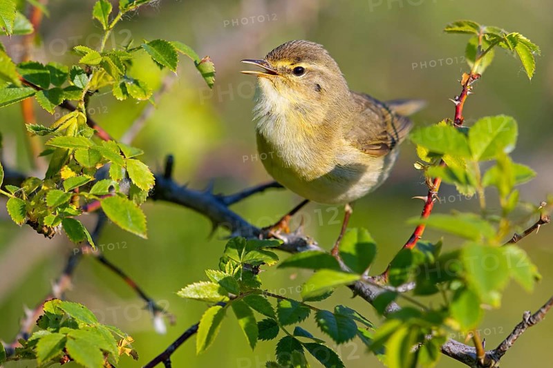 Willow Warbler, Willow Warbler, Phylloscopus trochilus, Pouillot fitis, Mosquitero Musical, Bad D¸rkheim district, Erpolzheim, Rhineland-Palatinate, Germany
