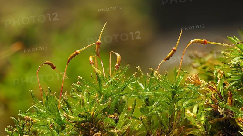 Catherine moss (Atrichum undulatum)