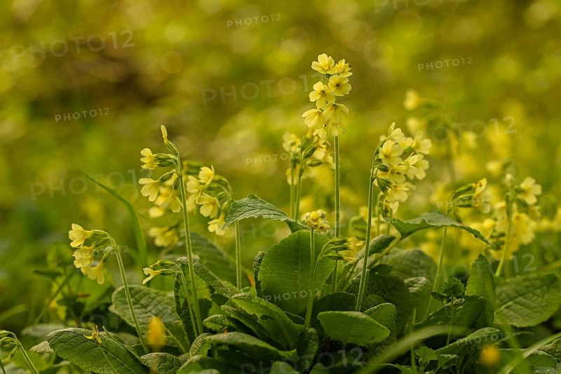 Common cowslip (Primula veris)