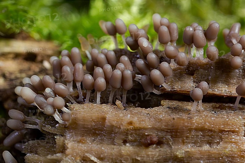 Brick red slime mould (Arcyria denudata)