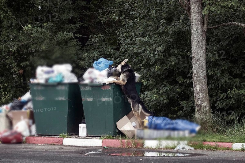 Shepherd dog digging with head in trash can. problem of garbage and animals