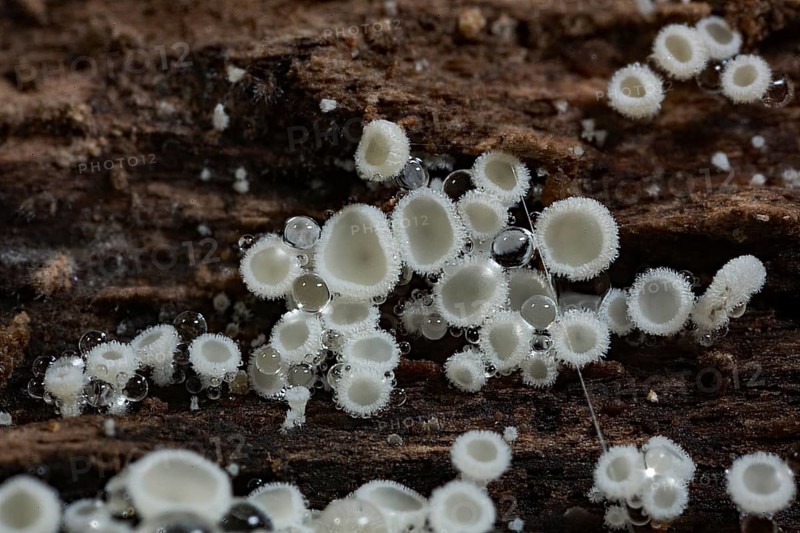 White hair cup (Lachnum virgineum)