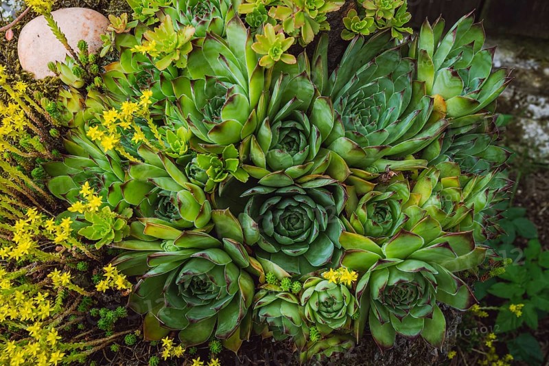 Colorful sempervivum, houseleek varieties sitting close together in the perennial alpine rock garden
