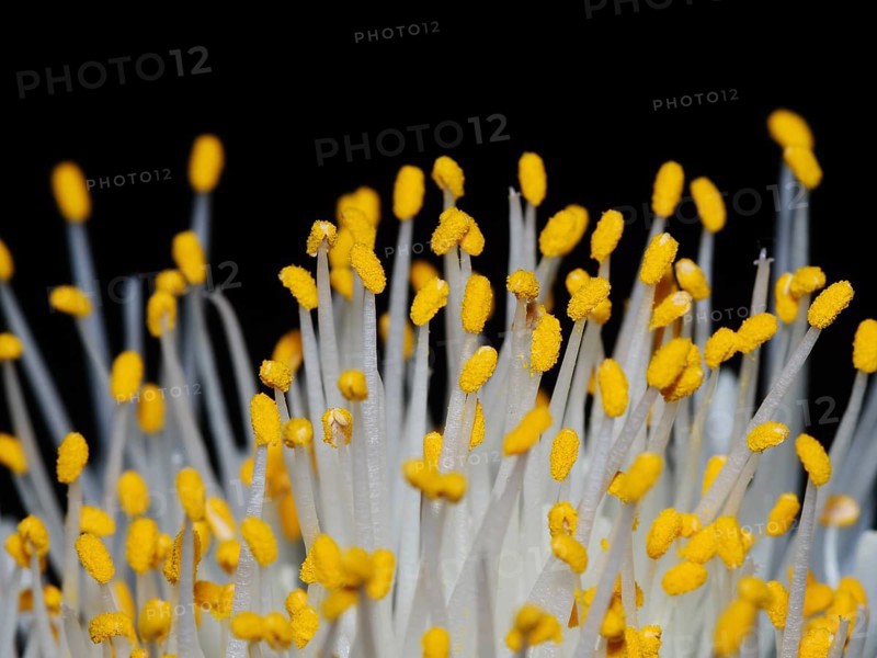 Stamens and anthers of an elephant ear flower