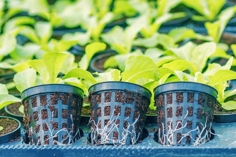 Lettuce Hydroponic farm. Lettuce Sprouts. Green Young Lettuce Plants