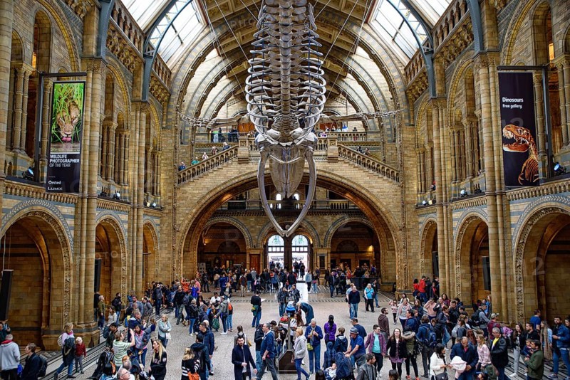 The interior of Natural History Museum with whale skeleton, London, United Kingdom