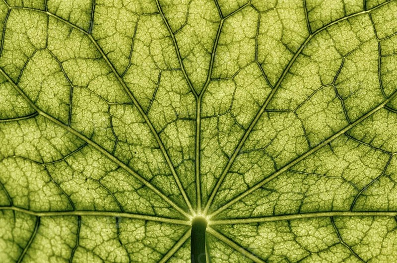 Bottom view of the leaf surface of a nasturtium -