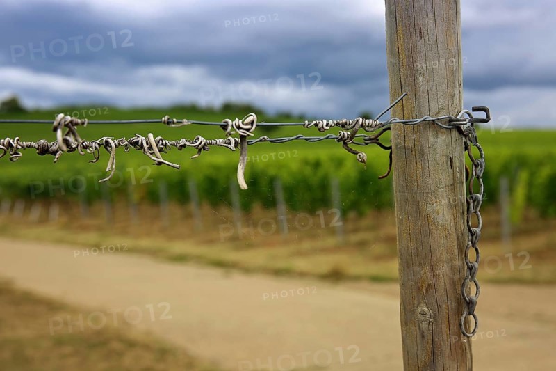 Vineyard Kringel