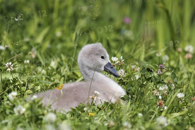 Cute chick of a mute swan in a meadow