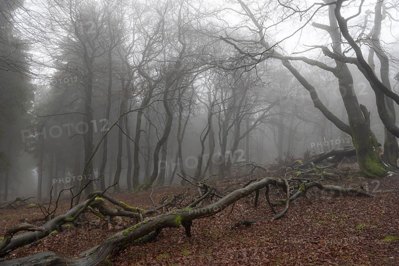 Contours of the branches and tree trunks of a mixed and deciduous forest in winter, without snow, with haze or fog and dead trees lying on the ground, Schmitten, Germany