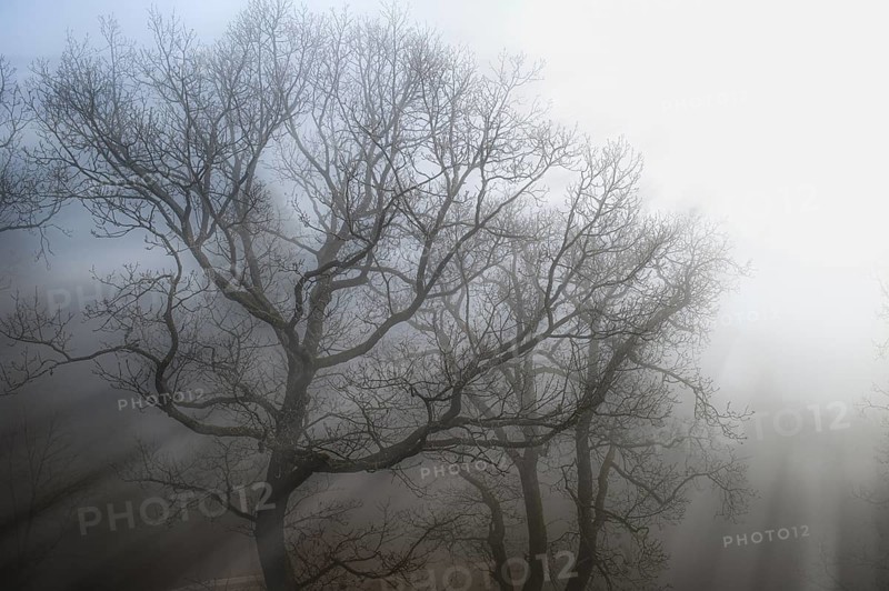 The morning sun's rays of light penetrate the mist in a forest