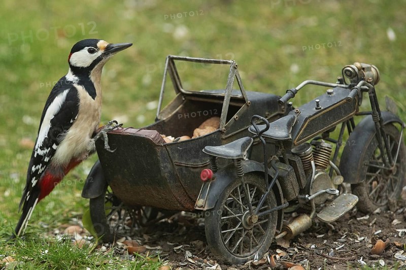 Male great spotted woodpecker sitting on motorbike in green grass looking right, Buchhofen, Bavaria, Germany