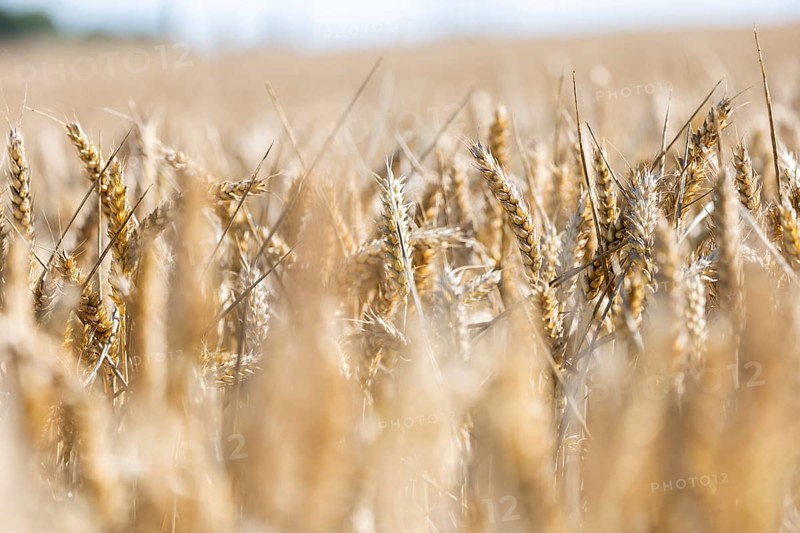 Wheat field in the sunshine with strong golden ears with blurred foreground and background, Coxhill, Shepherdswell, Dover, Kent, Great Britain