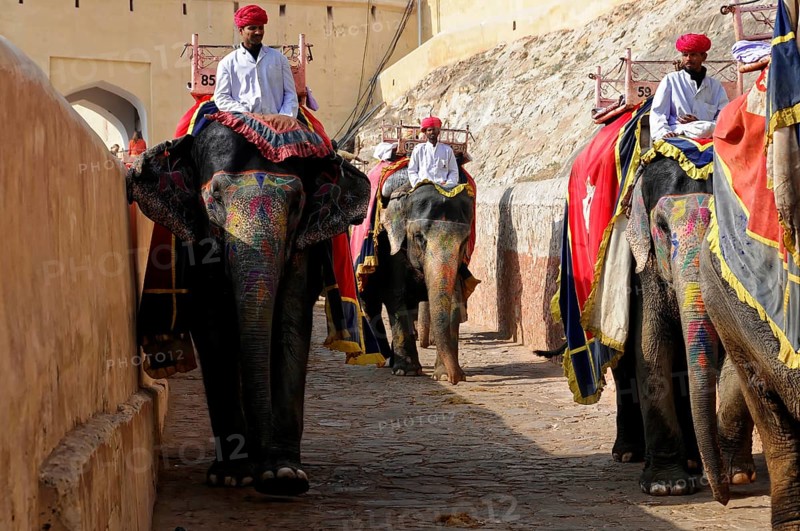 Jaipur, Rajasthan, India, Asia, Several elephants with riders in traditional dress walk through a historic street, North India