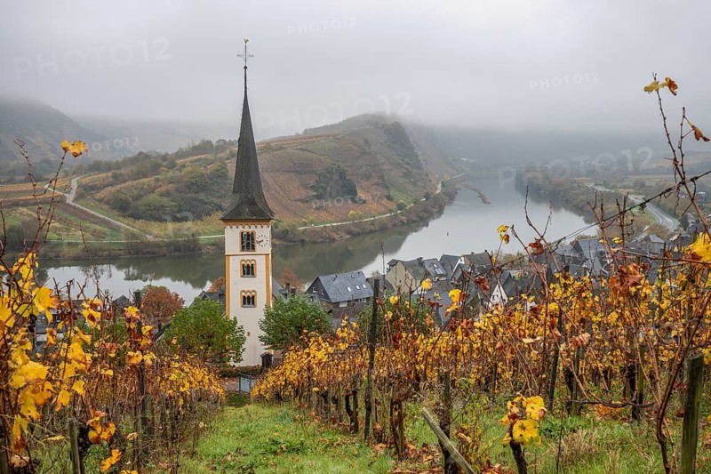 River in the mist meanders in a 180 degree loop through a valley between vineyards. A great landscape and lighting in the morning. Church tower, Moselle, Bremm, Moselle loop, Rhineland-Palatinate, Germany