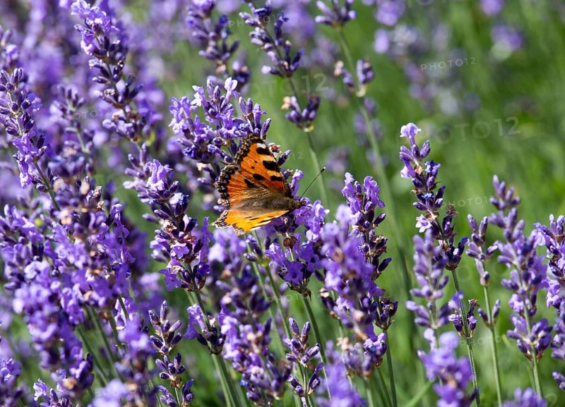 Herb garden with lavender and butterfly