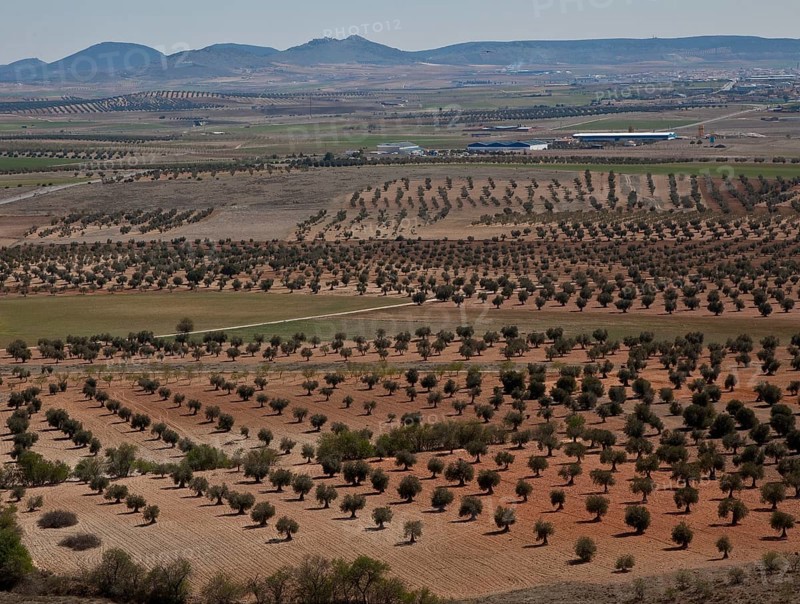 Spain Olive plantation 54325