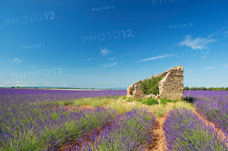 Old broken house in French lavender field