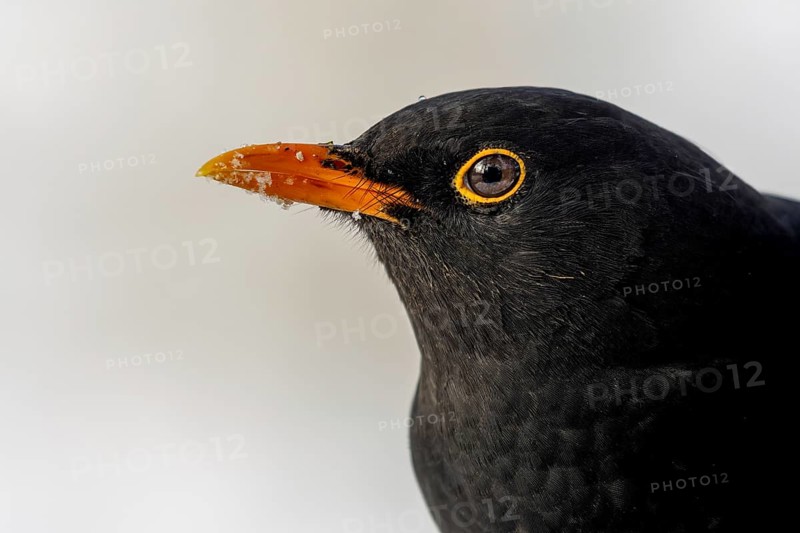 Male blackbird (Turdus merula) portrait in front of a white background, Rhine bank, High Rhine, Germany