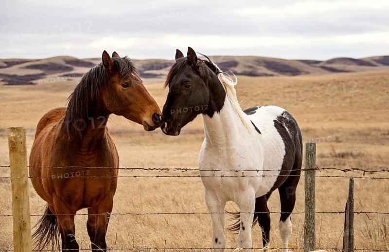 Prairie Horses Saskatchewan in field spring close