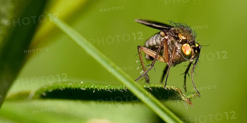 Fly, Sierra de Guadarrama National Park, Segovia, Castilla y León, Spain
