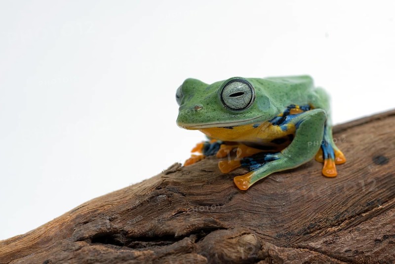 Green flying frog isolated in white background