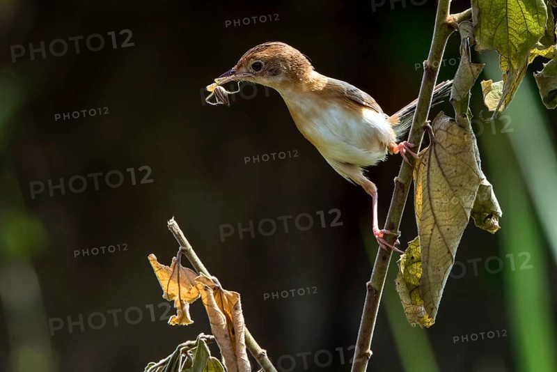 The golden-headed cisticola bird brings food for their chick