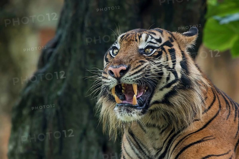 Big adult sumatran tiger with scary face