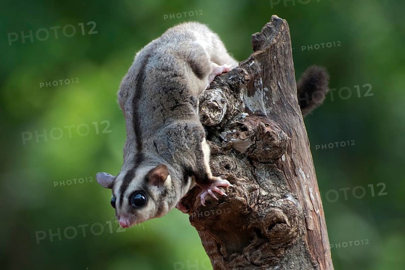 Sugar glider (Petaurus breviceps) on a tree branch