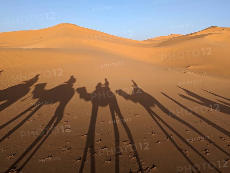 A caravan of dromedaries passing the Sahara desert in the evening, Erg Chebbi in Morocco