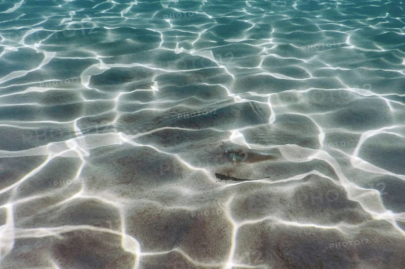 Sandy bottom, fish swimming underwater Pearly Razorfish