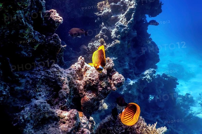 Diagonal butterflyfish (Chaetodon fasciatus) Coral fish, Tropical waters, Marine life