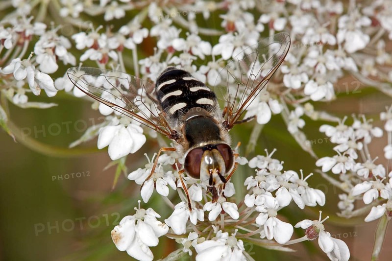 Scaeva pyrastri, Scaeva pyrastri