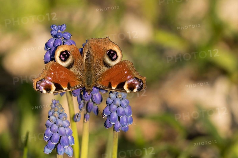 Peacock butterfly (Aglais io) on a flower