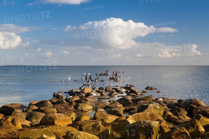 Swans, Cormorants and Seagulls on the coast of the Baltic Sea, Ruegen Island, Germany
