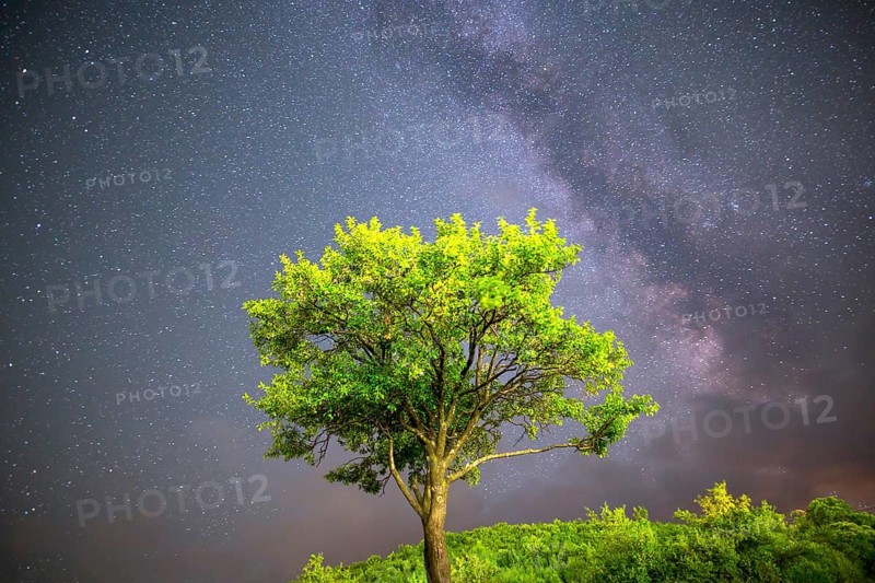 A view of the stars of the Milky Way. Green plum tree with plums high in the mountain in the foreground. Night sky nature summer landscape. Perseid Meteor Shower observation