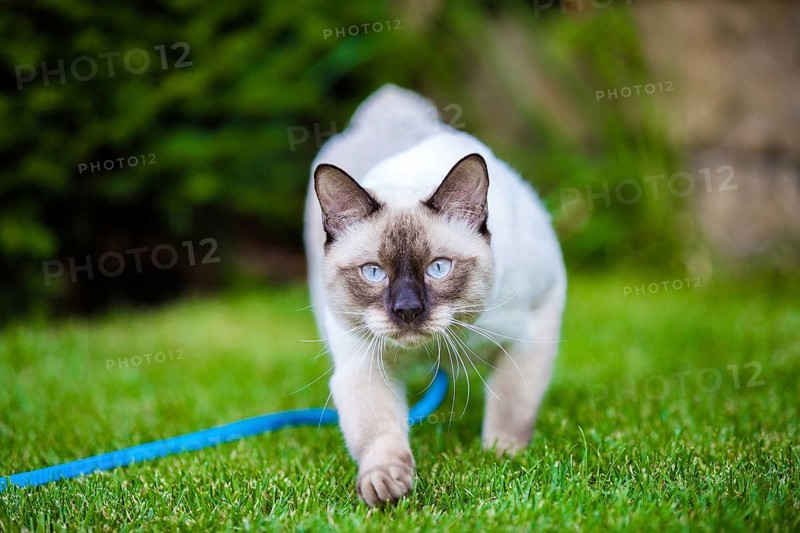 Cute funny young cat of the Mekong Bobtail breed, walks merrily on a green juicy meadow. A cat from the Siamese family with no tail and blue eyes sits on the green graß with a leash