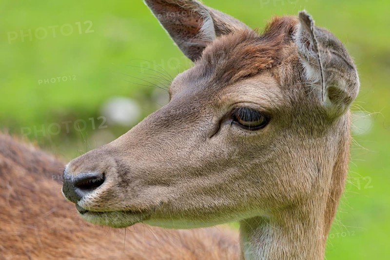 Doe, fallow deer, Karwendel, Tyrol, Austria