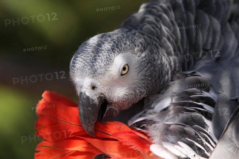 Grey parrot