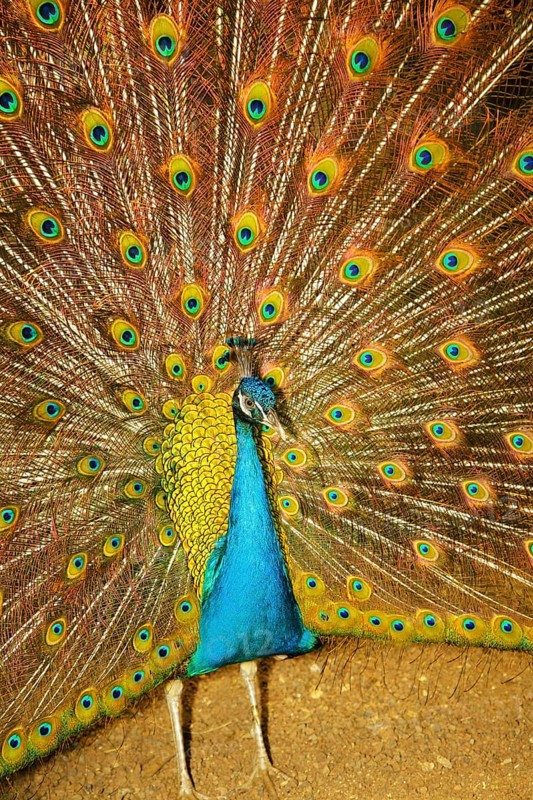 The royal peacock who has effectively opened a beautiful tail