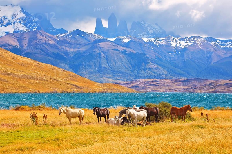 Beautiful thoroughbred horse grazing in a meadow near the lake. On the horizon, towering cliffs Torres del Paine