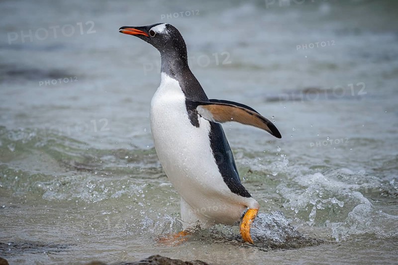 A gentoo penguin (Pygoscelis papua) landing on a beach, Pebble Island, Falkland Islands, Great Britain, South Atlantic Ocean
