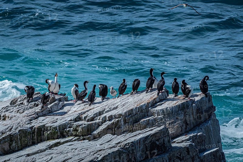 Blue-eyed Cormorant (Phalacrocorax atriceps), also Imperial shag, on a cliff by the sea, Pebble Island, Falkland Islands, Great Britain, South Atlantic