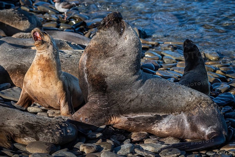 Maned seals (Otaria flavescens) showing readiness to mate, Bleaker Island, Falkland Islands, Great Britain, South Atlantic