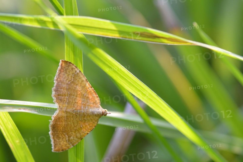 Yellow Shell on a meadow. Ochre-yellow leafhopper on a blade of grass