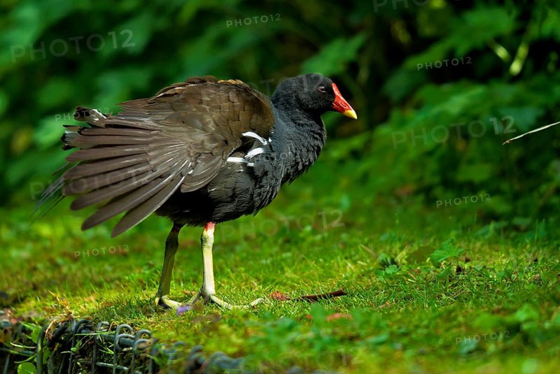 Common moorhen on a pond in the Essener palace gardens. Common Moorhen on a pond in the Essener palace gardens